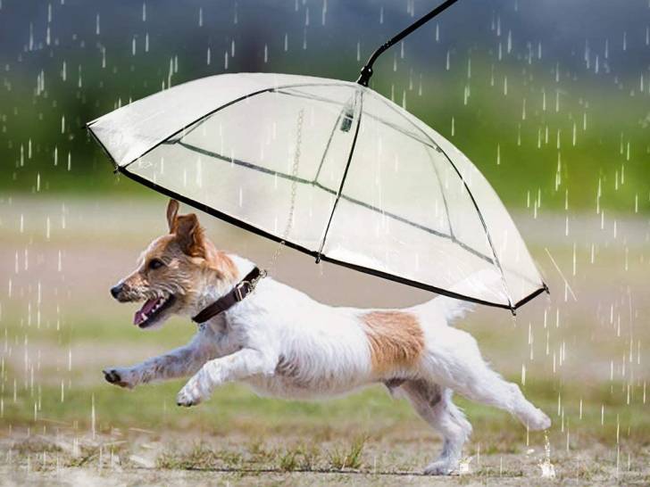 Un chien dehors sous la pluie, protégé par un parapluie pour chien