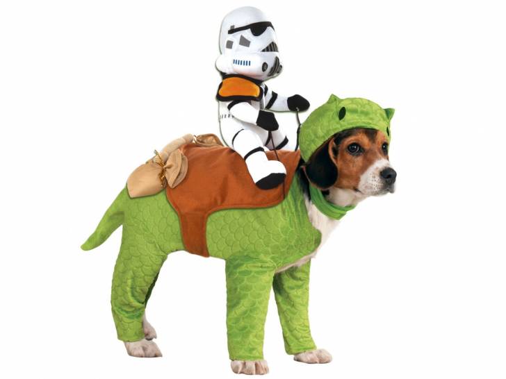 Un chien portant un déguisement vert