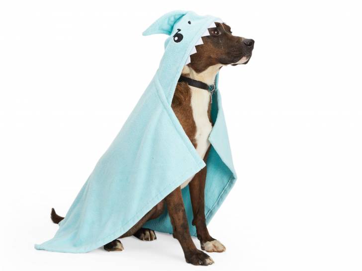 Un chien portant une serviette de bain pour chien de couleur bleu-vert avec une tête de requin
