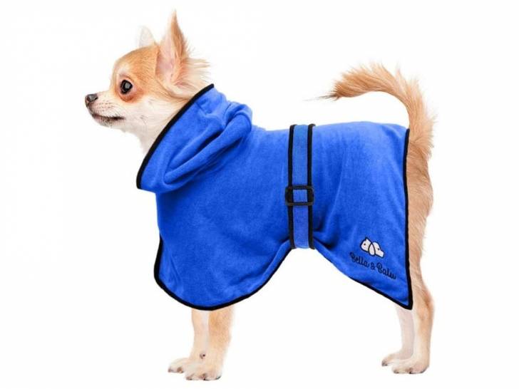 Un chien portant un peignoir pour chien de couleur bleue