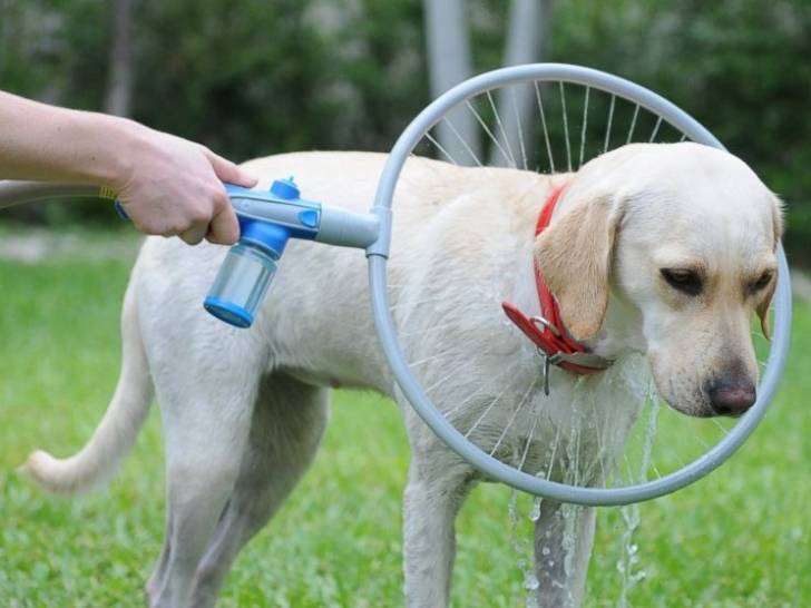 Un chien en train d'être lavé grâce à un anneau de lavage