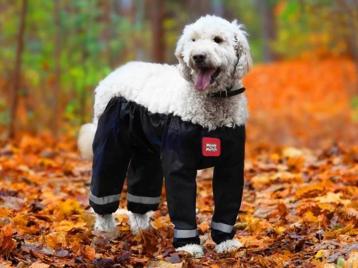 Un chien vêtu d'un pantalon imperméable pour chien