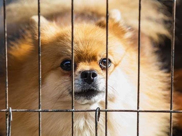 Comment habituer votre chien à sa cage, rapidement