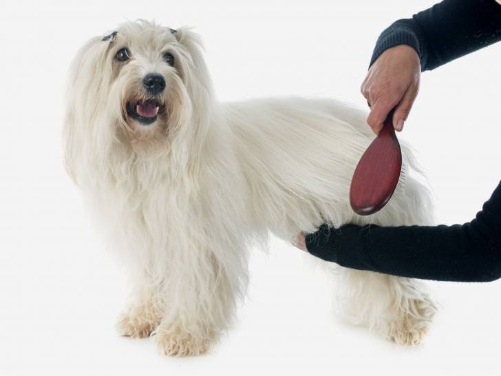 La brosse pour chien - Quel matériel utiliser pour toiletter son chien ?