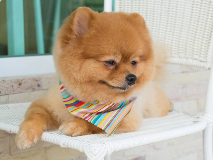 Bandana ou foulard pour chien : un accessoire chic et discret