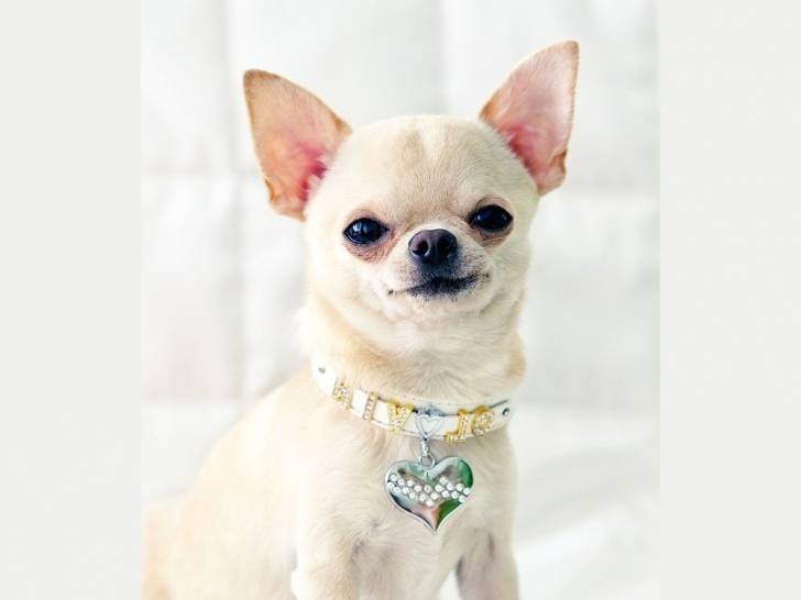 Médaille pour chien : un accessoire utile et esthétique