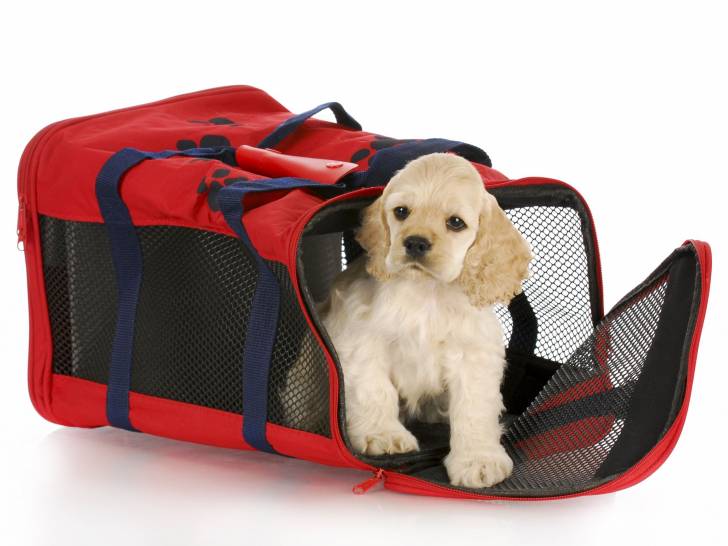 Sac transport chien : caisse et panier de transport pour chien