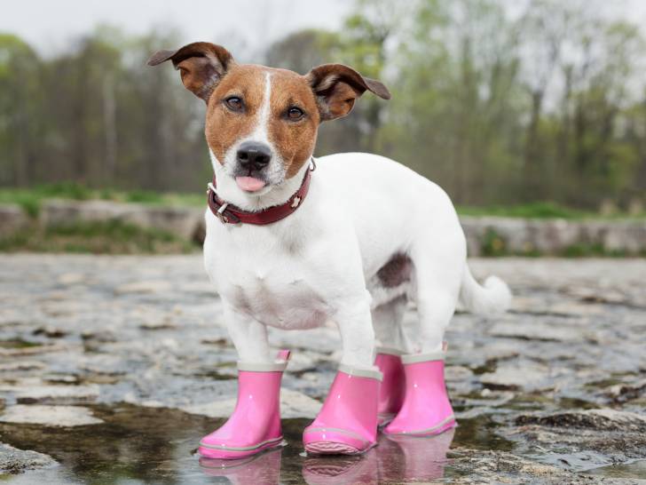 Chaussures et bottes pour chien : le guide complet