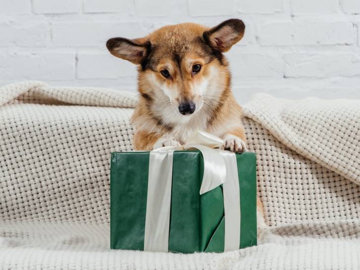 https://upload.chien.com/img_global/24-accessoires/_light-3181-offrir-un-cadeau-a-son-chien-20-idees-de-cadeaux-pour-chiens.jpg
