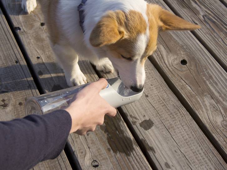 Un chien en train de boire dans une gourde pour chien Petkit