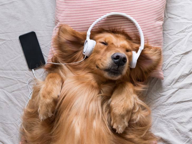 Un chien allongé sur le dos avec sur les oreilles un casque blanc connecté à un smartphone