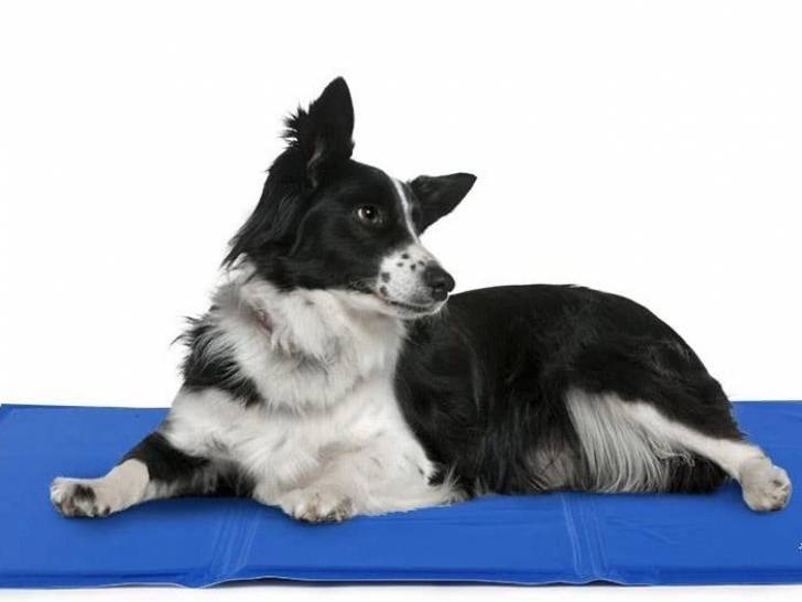 Un chien installé sur un tapis rafraîchissant pour chien Pecute