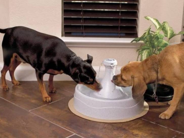 Deux chiens en train de boire dans une fontaine à eau pour chien