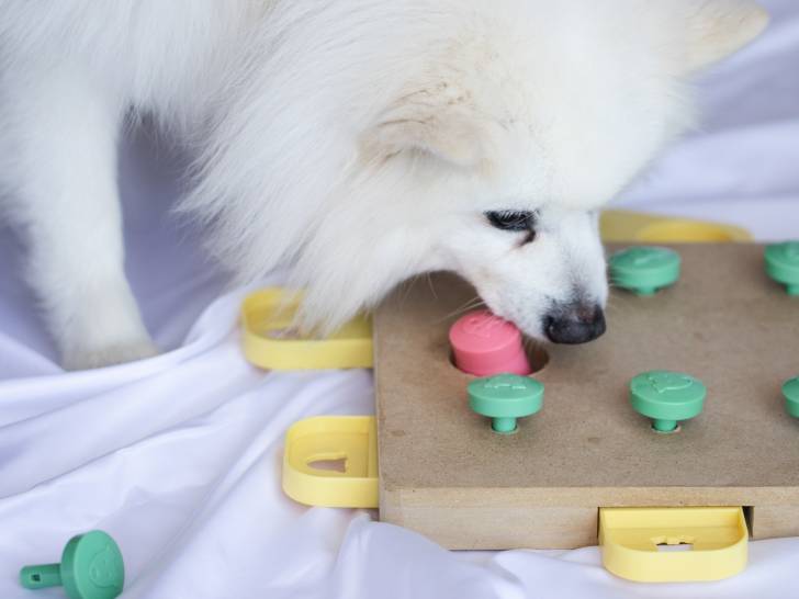Un chien en train de jouer avec un puzzle pour chien