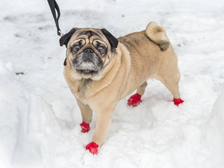 Un chien portant des bottines rouges pour marcher dans la neige
