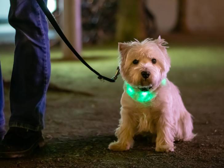 Un chien portant un collier lumineux vert lors d'une sortie