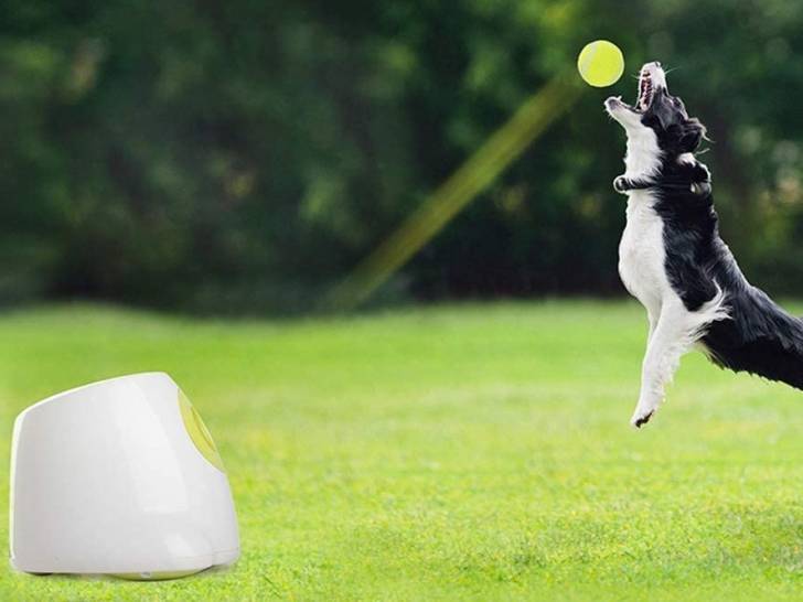Un chien en train de jouer avec un lanceur de balles pour chien All For Paws