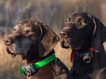 Deux chiens de chasse équipés d'un collier anti-fugue