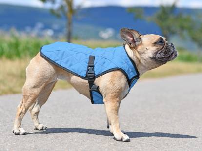Le manteau rafraîchissant pour chien : choix, usage, conseils...