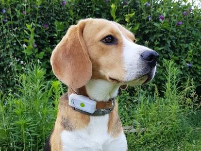Un chien portant un collier GPS de traçage
