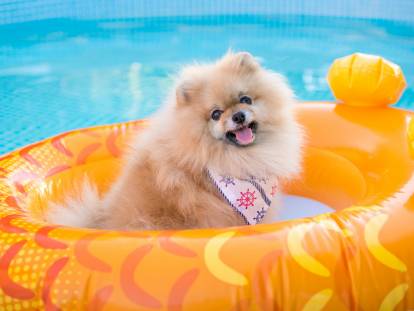 Un chiot Pomeranian joue dans une piscine