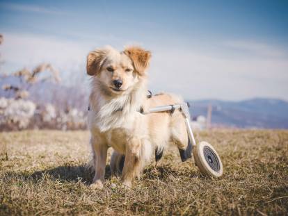 Un chien handicapé équipé d'un chariot