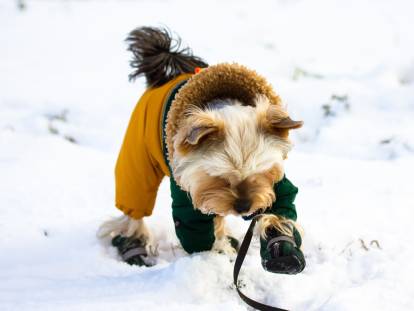 Un petit Yorkshire avec un manteau et des chaussettes de neige