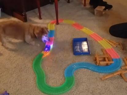Un Dameranian s'amuse avec un petit train