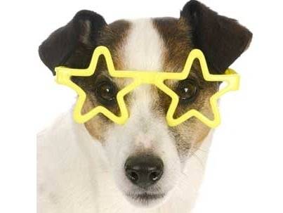 10 accessoires de mode pour donner un look de star à son chien