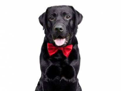 Collier cravate pour chien et chat - Petits Compagnons