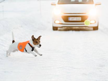 Gilet réfléchissant pour chien