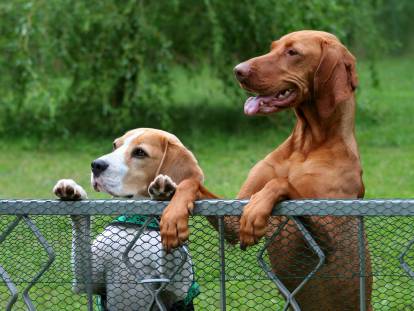 Deux chiens derrière une clôture