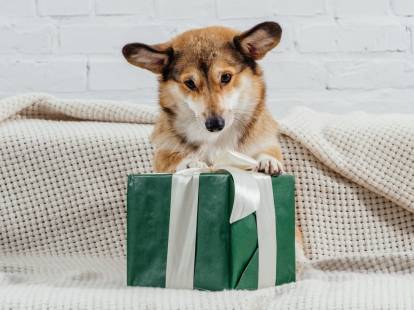 Offrir un cadeau à son chien : 20 idées de cadeaux pour chiens