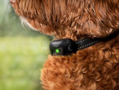 Vue proche d'un Labradoodle avec un collier de dressage