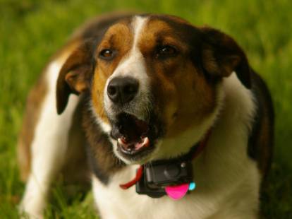 Collier anti-aboiement pour chien : choix, prix, utilisation...