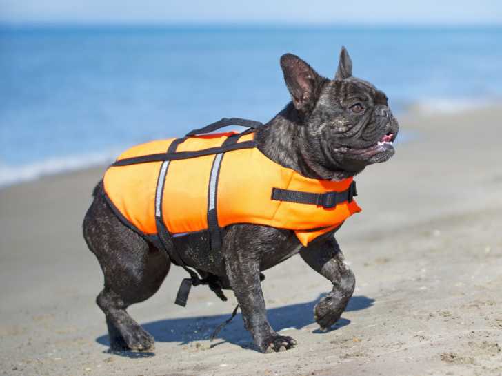 Un Bouledogue Français en train de marcher sur une page en portant un gilet de sauvetage