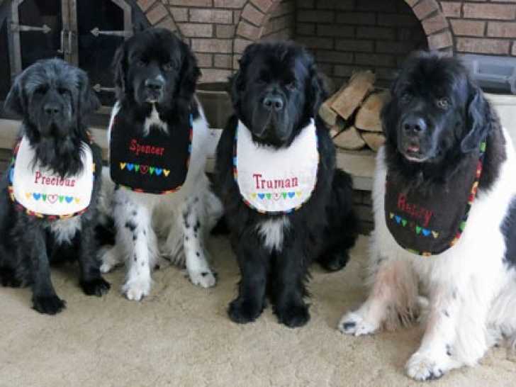 Quatre Saint-Bernards portant chacun un bavoir pour chien