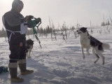 L'Ivakkak, une course de traîneaux à chiens réservée aux Inuits
