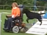 Le para-agility : faire de l'agility avec son chien quand on est handicapé