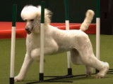 Un Caniche réussit un parcours d'agility lors du Crufts
