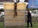 Un Malinois au championnat du monde de mondioring