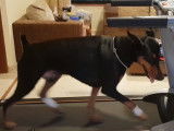 Un Dobermann trotte sur un tapis de course