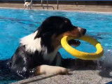 Une piscine municipale réservée aux chiens