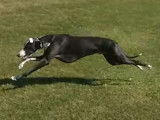 Une course de vitesse entre un Lévrier Whippet et un Saluki
