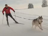 L'entraînement d'un musher avant une course de traîneaux à chiens