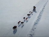 Des images aériennes d'une course de traîneaux à chiens