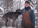 La vie d'un musher et de ses chiens au coeur de la forêt