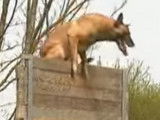Un Berger Belge Malinois lors d'un concours de ring