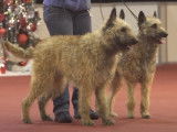 Présentation de différentes races au Brussels Dog Show