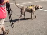 Le mantrailing, un sport canin de recherche de personnes disparues